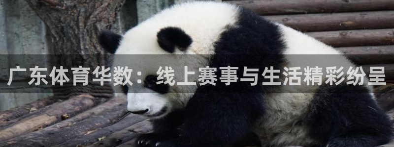 9球直播篮球